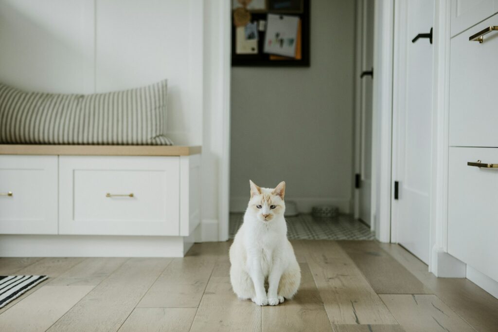 Pet cat sitting on hardwood floor